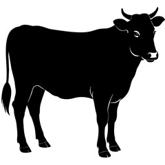 black and white cow
