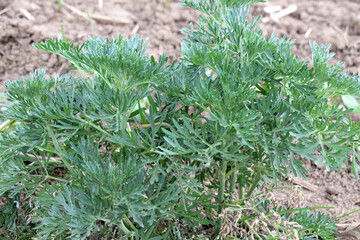 Bitter wormwood (Artemisia absinthium) bush grows in nature