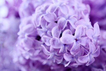 Close-up of Purple Lilac Blooms