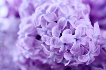 Fototapeta premium Close-up of Purple Lilac Blooms