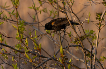 Red Wing Blackbird