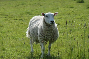 Obraz premium Sheep in a meadow