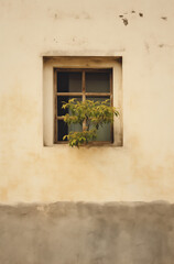 Palm tree growing over wall with small window. 