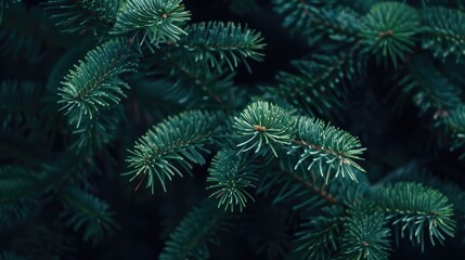 A detailed shot of a deep green pine tree branch up close