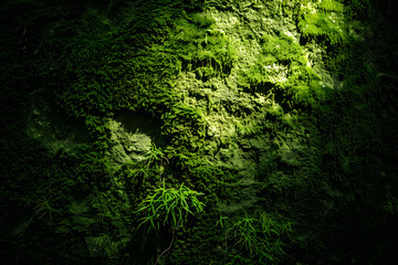 Enchanted forest moss texture background, perfect for fantasy-themed designs or nature-related projects.