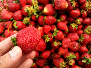 strawberries in the hands. man holding ripe strawberries in his hands or fingers. Harvest of fresh juicy strawberry on farm