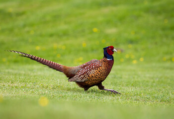Bażant na zielonej wiosennej łące