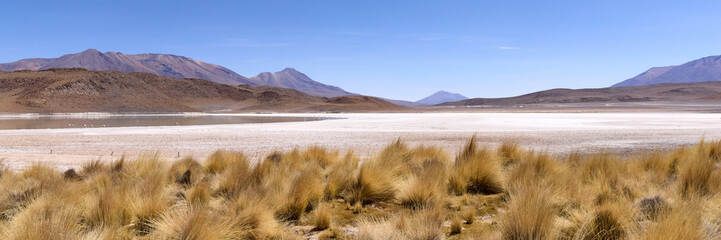 Bolivia, Colorada Lagoon in Avaroa National Park. Paja Brava grasses on the shore of the lagoon.