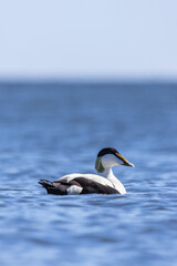 Fototapeta premium A male eider in Finland