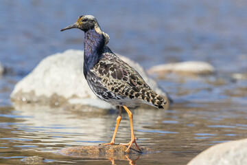 A male ruff in Finland