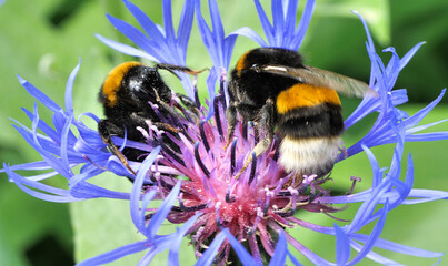 Two bumblebees on one flower. 
Blue garden knapweed produces a lot of nectar and pollen. Used in landscape design.