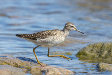 A wood sandpiper (Tringa glareola)