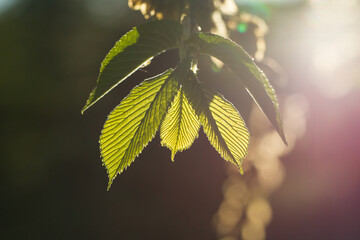 Makro faktura liści w silnym słonecznym świetle