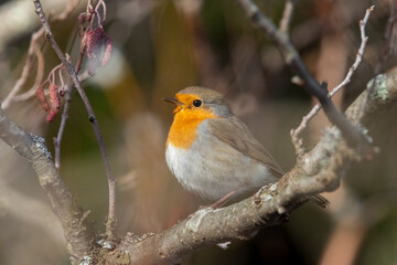 A robin (Erithacus rubecula)