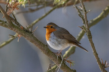 A robin (Erithacus rubecula)