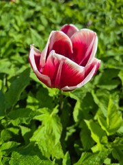 Pink tulip