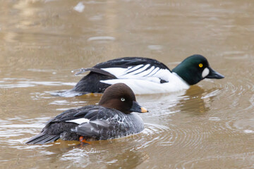 A common goldeneye in Finland