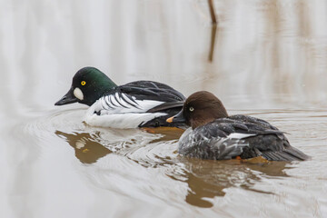 A common goldeneye in Finland