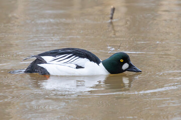 A common goldeneye in Finland