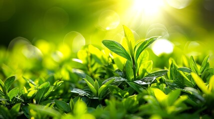 A tight shot of a green plant with sun rays filtering through its leaves Foreground features grass