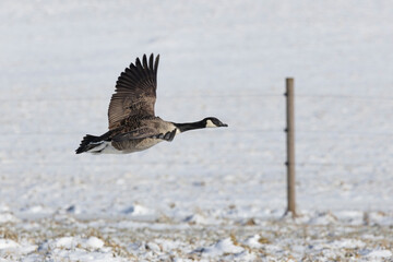 Canada Geese in Finland