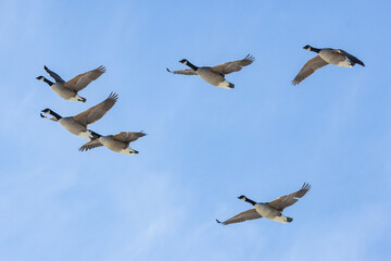 Canada Geese in Finland