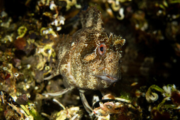 A blenny in it's natural habitat