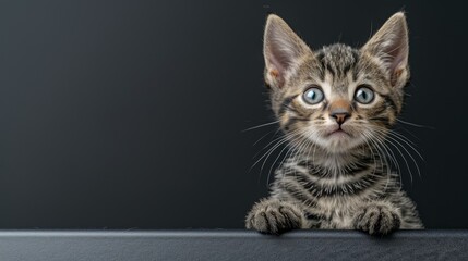  Close-up of a tiny kitten with shocked expression on gray surface against black backdrop