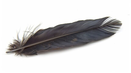  Close-up of a bird's feather against white background, featuring reflection in feather reverse