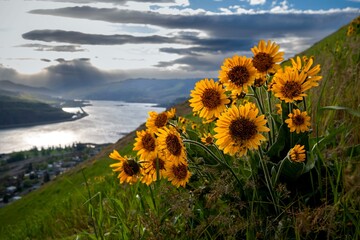 Sunflowers in the mountains. Arnica or Balsamroot in meadows. Oregon. Columbia River Gorge. USA