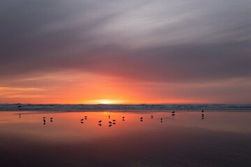 Sunset on the beach with water birds. Glowing sky over the ocean and reflection in wet sand. Long beach. Washington. USA © aquamarine4