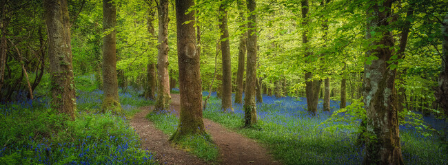 bluebell wood Cornwall England UK  - Powered by Adobe