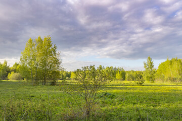 Scenic view of a grassy field. Spring landscape with bright and young green grass. Small trees in the background, blue sky with clouds above the horizon.