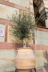  An olive tree in a striped terracotta pot is displayed on an iron stand against a stone wall with classical architectural details, creating a rustic Mediterranean ambiance.
