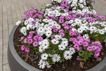 A round grey planter on brick pavement showcases a vibrant arrangement of purple and white daisies with yellow centers, surrounded by lush green leaves