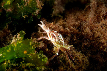 Crab (Liocarcinus depurator) in natural habitat