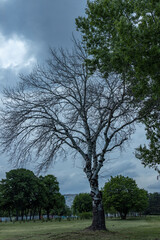 A leafless deciduous tree with a textured white bark stands prominently in an open field, contrasting with a green, leafy tree nearby under an overcast sky with distant urban buildings