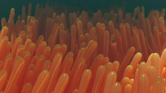 An underwater 3d motion graphic animated scene with anemones bouncing around with water currents flowing