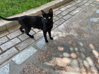 gato © Karolina