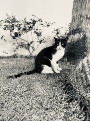 gato © Karolina