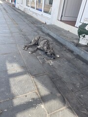 dog © Karolina
