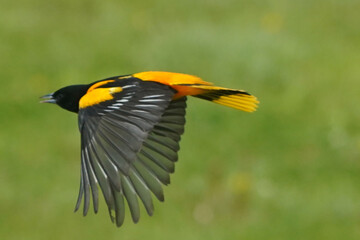 Baltimore Orioles flyign over lawn on early spring day