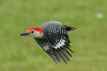 Red Bellied Woodpecker eating orange slices and then flying away