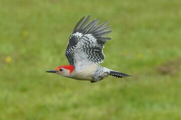 Red Bellied Woodpecker eating orange slices and then flying away