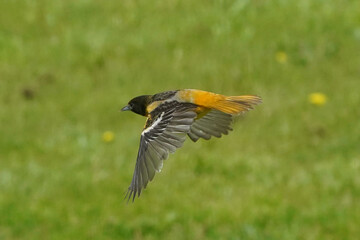 Baltimore Orioles flyign over lawn on early spring day