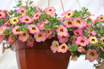 Mixed colors petunia flowers bloom in the garden. Close up.