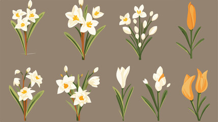 Set of summer flowers daffodil snowdrop crocus sket