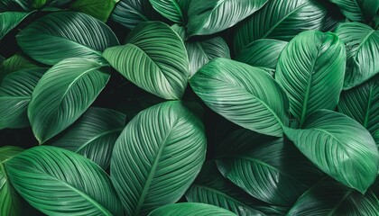 closeup nature view of tropical leaves background dark nature concept