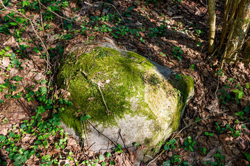 A boulder overgrown with green moss lying in the forest