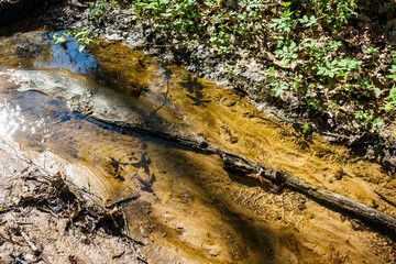 Weak stream in a forest area on a sunny day